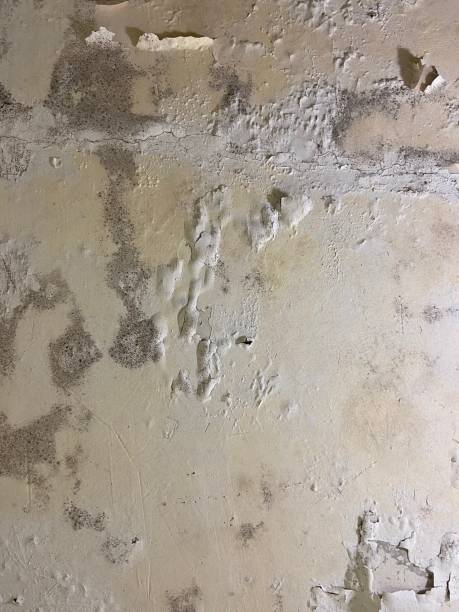 Best Mold Testing  in Lake Barrington, IL