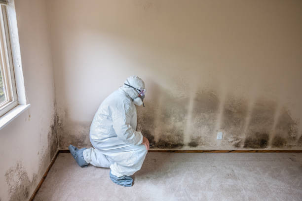 Best Local Mold Removal Service  in Lake Barrington, IL