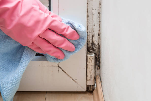 Best Commercial Mold Removal  in Lake Barrington, IL