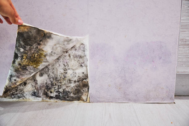 Best Water Damage Restoration  in Lake Barrington, IL